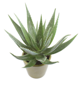 aloe