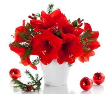Christmas arrangement of amaryllis