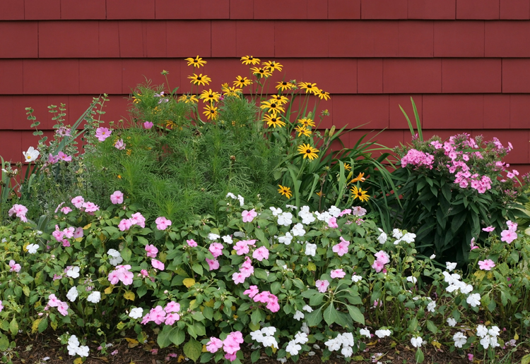 petunias