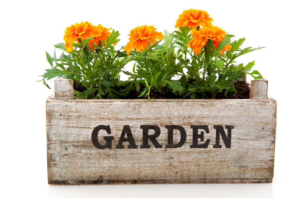 crate planter