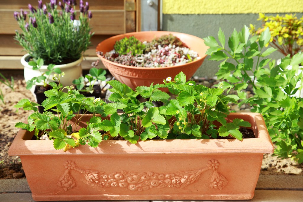 strawberry plant