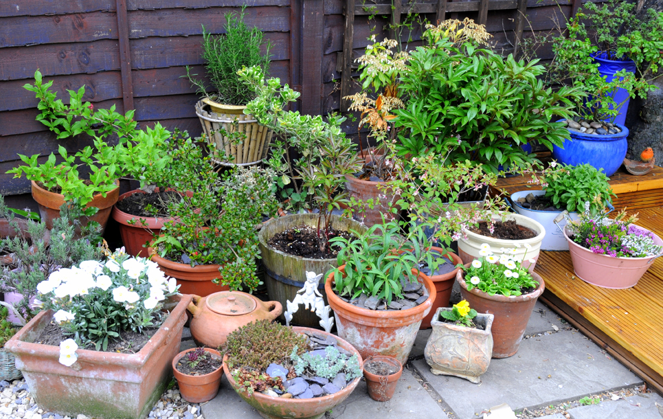 mixed terra cotta pots