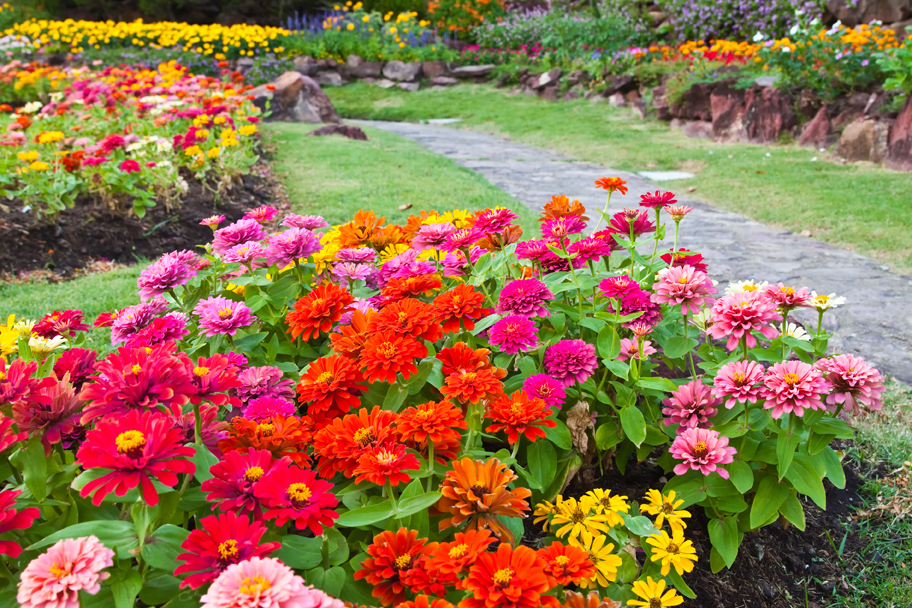 zinnias